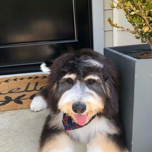 Meet your Posher, Anthony